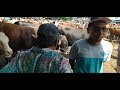 SAPI Jumbo Nan Bahenol Dari Pasar Hewan Tuban Januari 2020 Jawa Timur