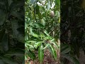 Mango cultivation for dry zone