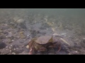 Scuba Lamoine Beach, Lamoine Maine, Near Bar Harbor