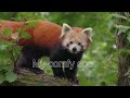 Red Panda | Cutest of Them All: Fall In Love ❤️