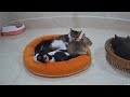 Funny Cat Video Compilation😁World's Funniest Cat Videos😻Funny Cat Videos Try Not To Laugh😺