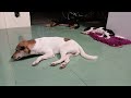 Try Not To Laugh 😎 Funniest Cats and Dogs 2024 😻🐶