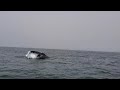 Humpback Whale(4)