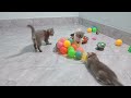 Guilty Dog and cat is so funny😬🐶Try Not to Laugh🐕2024 Part 15