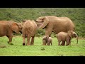 Africa Animals 4K : The Untamed Beauty of Africa - African Animals and Soothing Piano Music