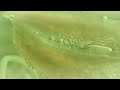 Mysterious Plankton-  bacteria 3777