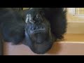 Excited Silverback Gorilla Asks A Female To Mate ❤️ | Shabani & Ai