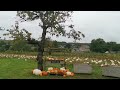 Pumpkin Picking Time at Little Fant Farm