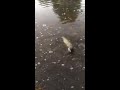 Pike fishing Using Single Barbless Hook (Amazing Camera Work)