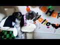 【かわいい猫】💛💛HAPPY HALLOWEEN 2023💛💛🎃🍭🎃🍬🎃🍩 後半のオマケ動画には鬼滅の刃が登場？！＠ねこねこ