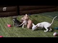 Five Cornish Rex Kittens Meet Some New Fluffy And Scaly Friends | Too Cute!