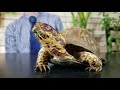 Five of the Best Pet Turtles You Could Possibly Get!