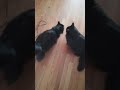 Cats kissing before FOOD TIME!