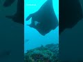 Why Manta Rays Don't Exist