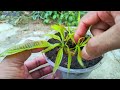 Super Special Technique for mango breeding, super fast growth by without seeds