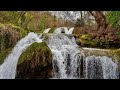 Calm and Peaceful Piano Music - Relaxation in the Forest