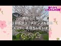 いずみんブログ／長野緑地公園にお花見行きました