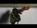 Pipevine Swallowtail Life Cycle