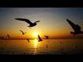 Calm Piano Music to Relax and Sleep - Sunset on the Ocean