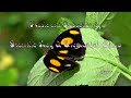 Frankie Kay & Elemental Child - Amazing Butterflies