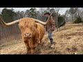 Do Highland cows make good pets
