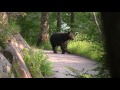 Black Bear with Cub - Encounter in Smoky Mountains (May 2011)