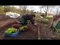 How much garden chores can be done in one day | Vlog farm boots for men
