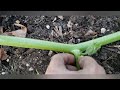 How to Prune & Train Your Giant Pumpkin Plants Part 1