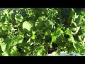 My Special Christmas Lettuce Harvest - Merry Christmas and Have a Happy New Year!!