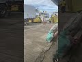 Guy catches a seagull and street dogs squabble at Consuelo Port