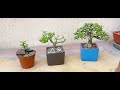 COMO ENGROSAR TRONCO PORTULACARIA ÁRBOL DE LA ABUNDANCIA JADE BONSAI