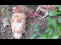 Ex Battery Hens First Moments of Freedom