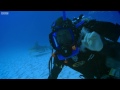 Diving with Dangerous Bull Sharks | Deadly 60 | BBC Earth