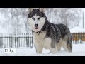 20 Most Dangerous Dog Breeds In The World (2023)