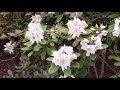 Rhododendron Garden Tour at Kincaid's Nursery | Huge Spring Blooms
