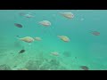 Paradise  Island - Samal - Snorkeling 2024