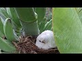 BEAUTIFUL BIRD PROTECTS CHILDREN FROM RAINSTORMS |  ALBINO BIRD