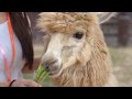 Alpaca Adventures: Exploring the Cuteness & Quirkiness! #alpaca #animals #mammals #cuteness