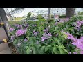 @Pink Bougainvillea Flowers (lavender or violet-Bahala na kayo) beautifully lined up on the sidewalk