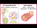 Actinomycetes Vs Nocardia: Points you need to know