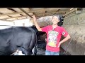 PENGGEMUKAN SAPI BELGIAN BLUE DI TEMANGGUNG