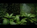Rain on Leaves Deep in the Forest | Rain Sounds for Sleeping