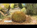 Trasplantado un Ferocactus Histrix pitallero | #Biznagabarril #cactus #cactacia