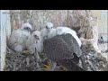 Osaka Peregrine Falcons/2024-05-02/ 4th feeding