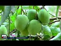 മറ്റ് കൃഷികളെ അപേക്ഷിച്ച് മാവ് കൃഷിക്ക് ചിലവ് കുറവാണ് | Mango Cultivation | Mango City
