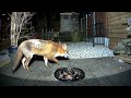 Fox escapes angry cat