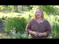 Comfrey Plant Benefits + Using Roots and Leaf Safely + Comfrey Poultice