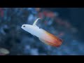 [🎦 VIDEO] 30 MIN ASMR 🌜 calm music 🌕 under the sea🌛No big fish, no scary scenes.