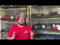 13 KEY Things You Need to Know About Raising Coturnix Quail for Eggs and Meat