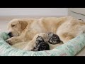 Adorable Kitten Can't Sleep Without Her Golden Retriever